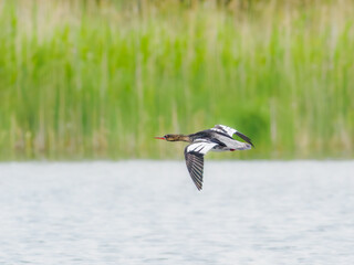 Red-breasted merganser flying low over the water, Dalsland, Sweden