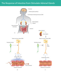 Adrenal Gland Stress Response on Intestine Movement. This diagram illustrates how stress signals stimulate the adrenal glands to release glucocorticoids, which inhibit the Enteric Nervous System ENS.