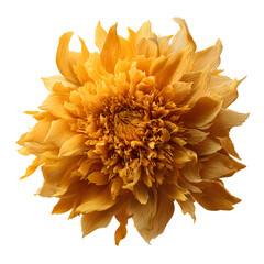 Soft Texture Fluffy Sunflower Isolated for Professional Design Projects