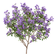 Vibrant Purple Flower Shrubbery Isolated on Transparent Background