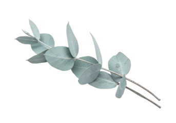 Isolated silvery blue eucalyptus branch for aromatherapy and floral design, leaves detail