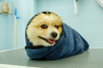 After grooming, a dog with a skin mask calmly and comically waits while wrapped in a towel
