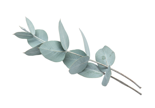 Isolated silvery blue eucalyptus branch for aromatherapy and floral design, leaves detail