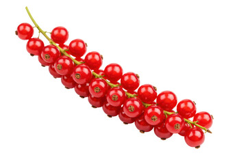 Isolated bunch of fresh red currant berries on a branch, raw and organic, close-up view