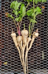 Digging up parsnips in the organic garden