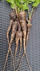 Digging up parsnips in the organic garden