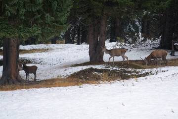 grazing red deer, cervus elaphus, in a mountain forest with fresh snow, at a autumn evening