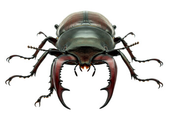 Isolated Majestic Stag Beetle with Impressive Mandibles and Exoskeleton on Display