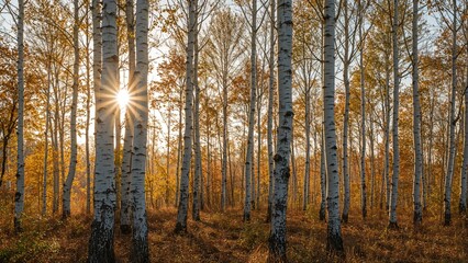 Fototapeta premium Birches in the sun, autumn, sun rays, background of birch trunks, trees, wall of birches, white trunks, contrast, tree branches, beautiful view