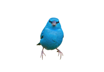 Isolated Indigo Bunting bird with bright blue feathers looks at camera, front view, studio shot