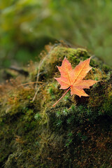 autumn background. orange fallen maple leaf on green moss, forest nature. symbol of autumn season. beautiful magic nature image. Fall time. soft focus