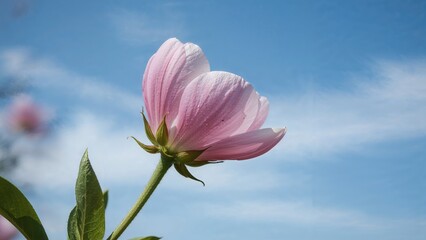 Beautiful flower blossom in pink color in springtime in April