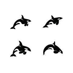 Fototapeta premium Dynamic Killer Whale Vector Illustrations Set. Four distinct black and white orca graphics in various powerful poses, marine life artwork.