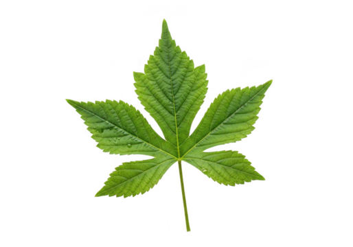 Elegant green leaf detail perfect for botanical designs and vibrant nature inspired projects