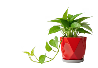Elegant golden pothos plant in modern red pot brings a touch of vibrant nature indoors