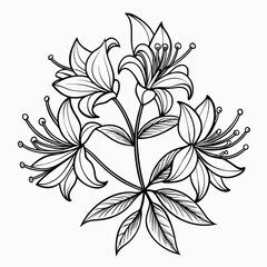  honeysuckle line art flower vector on white background