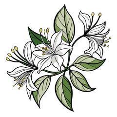  honeysuckle line art on white background