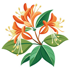  honeysuckle on white background