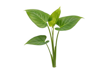 Fototapeta premium Lush green Homalomena plant brings vibrant freshness to your interiors and design projects