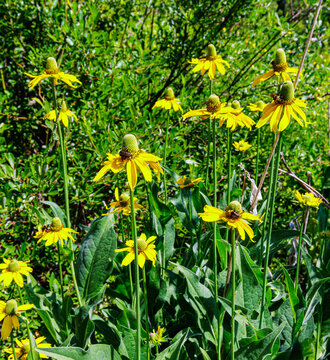 Yellow Coneflowers Growing on The Boole Tree Trail, Sequoia National Forest, California, USA