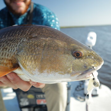 Beautiful close up shots of Redfish AKA Red Drum