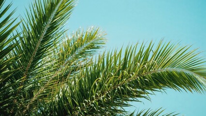 Fototapeta premium Palm leaves against a blue sky background, texture, sky, beach, summer, travel, nature, tree, landscape, leaf