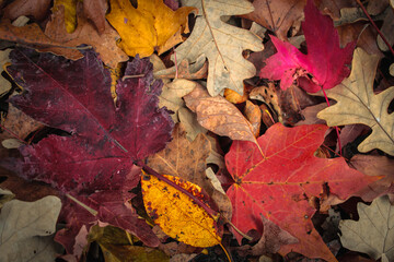 Maple and oak foliage in brilliant red, orange, and yellow tones. Autumn leaves close-up or holiday background fall banner with copy space.