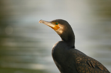 A cormorant enjoying the sunlight, with defocused water in the background
