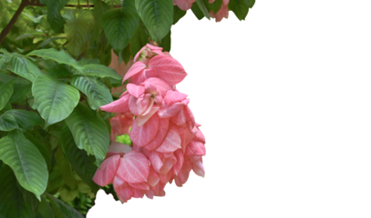 Mussaenda philippica (Aurorae), Dona Luz flower  on transparent.{space for text}