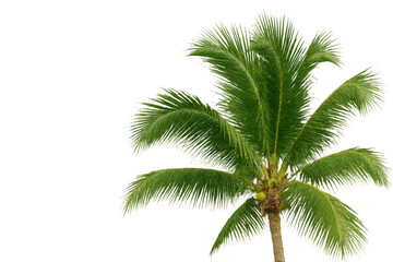 Fototapeta premium Lush green tropical palm tree with coconuts, symbol of vacation and exotic destination on transparent background