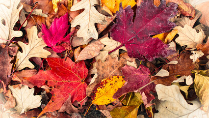 Vibrant autumn leaf pattern macro close-up. Fall background banner with copy space. Beautiful...