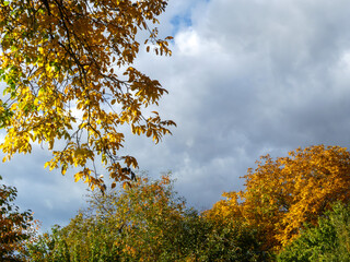 Fototapeta premium Vibrant Autumn Leaves Against Dramatic Cloudy Sky