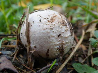 White Wild Mushroom Growing in Forest Floor