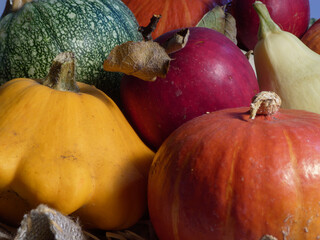 Vivid Close-up of Varied Autumn Harvest Gourds
