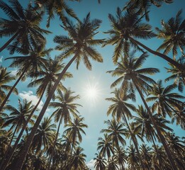 Fototapeta premium Views palm trees against the sky