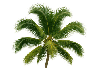 Fototapeta premium Green palm tree fronds and trunk providing tropical summer and holiday vibes, transparent background