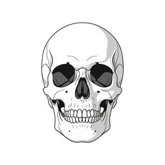 Vector illustration of a human skull with a white background