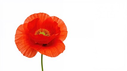 Obraz premium Red poppy in white background