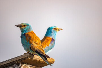 European Roller, Coracias garrulus