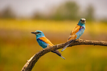European Roller, Coracias garrulus