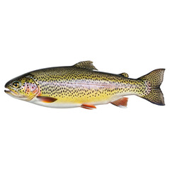 Naklejka premium Beautiful rainbow trout isolated on transparent background, a popular game fish