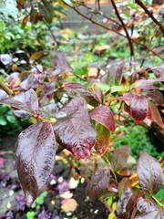 close-up of plant leaves in raindrops