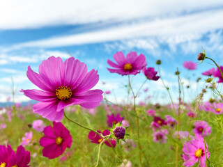 青空と風に揺れるコスモス