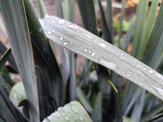 close-up of plant leaves in raindrops