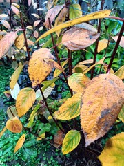 close-up of plant leaves in raindrops