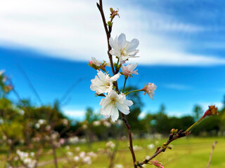 青空に映える冬桜
