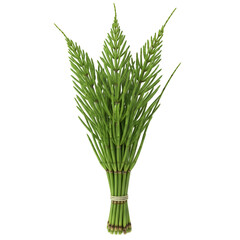 Fototapeta premium Bundle of green horsetail reeds tied with twine, isolated on transparent background