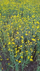 yellow flowers in the garden