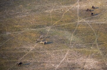 Steppe zebra (Equus quagga) and striped willow (Connochaetes taurinus), savanna landscape, aerial view, Okavango Delta, Botswana
