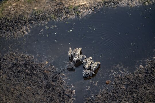 Steppe zebras (Equus quagga) drinking by the river, aerial view, Okavango Delta, Botswana